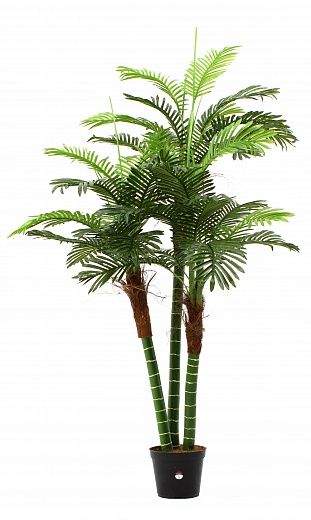 Date Palm Aragon