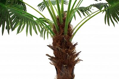 Washingtonia Ranchi