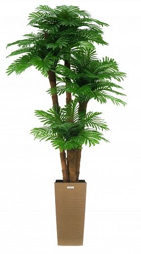 Date Palm Cherry Cachepot Dekollete Kuno 46 Eco