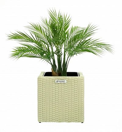 Palm Pichino Fitta Cachepot Dekollete Rattan Cube 32