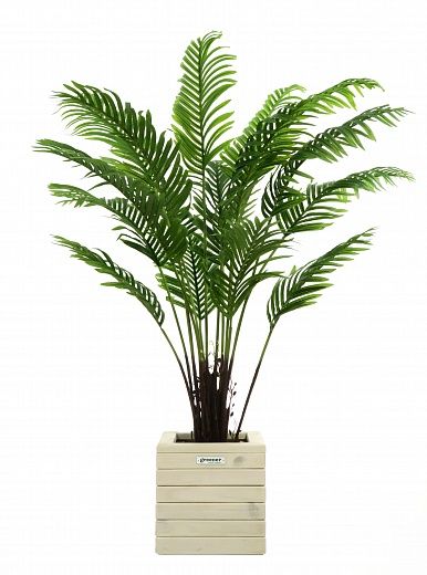 Date palm Bizerte cachepot Dekollete Roca Cube 30 available to order 1 piece