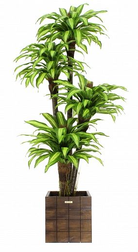 Dracaena Buscher Cachepot Dekollete Chess 30 color