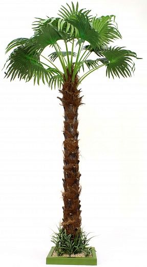 Washingtonia Ranchi