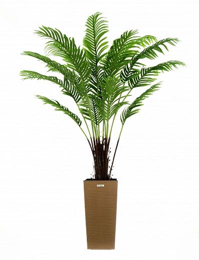 Date palm Bizerte cachepot Dekollete Kuno 46 Eco available to order 1 piece