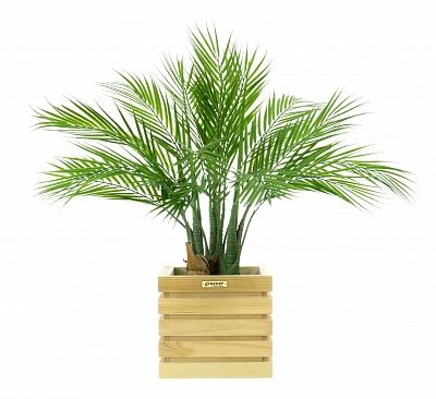 Palm Pichino Fitta cachepot Dekollete Bandas 20