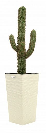 Cactus M_xico Morelia Cachepot Dekollete Kuno 57