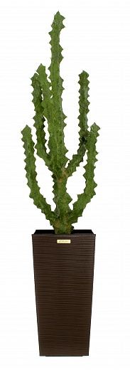 Cactus Ridge Cachepot Dekollete Kuno 46 available to order 1 piece