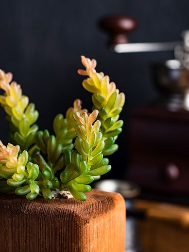 Succulent Playa cachepot Dekollete Wood 7