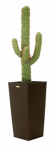 Cactus M_xico Morelia Cachepot Dekollete Kuno 57