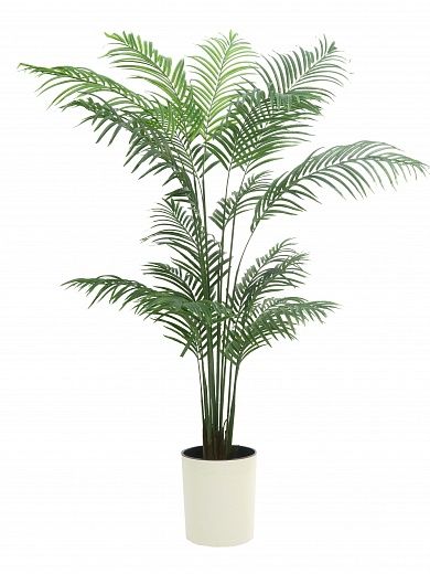 Date palm Monastir 240 cachepot Dekollete Clasico 30 Eco