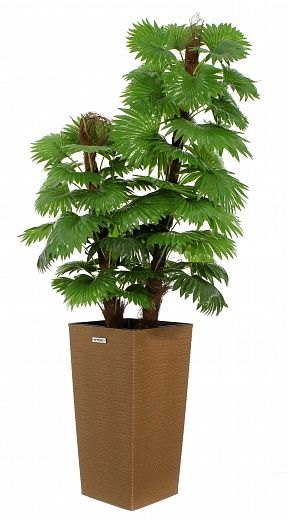 Palm Washingtonia Anaba cachepot Dekollete Cuno 46 Eco