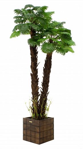 Palm Washingtonia malida cachepot Dekollete Chess 30 Color