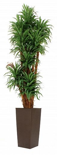 Dracaena Basu Cachepot Dekollete Kuno 46