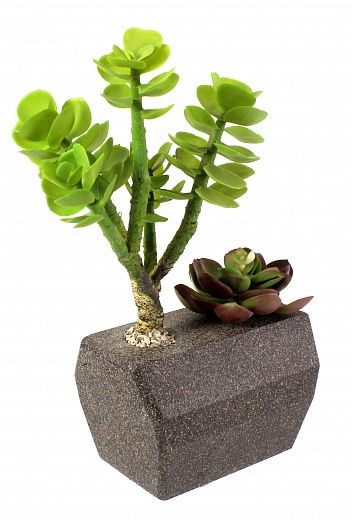 Pablo Succulent Composition