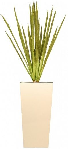 Agave Rebola cachepot Dekollete available 1 piece