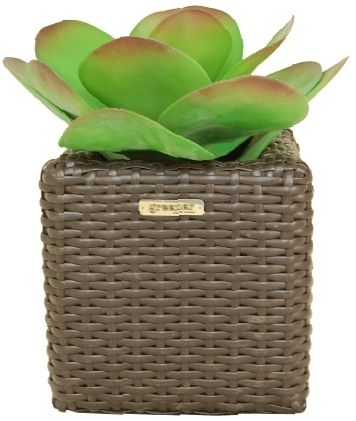 Echiveria Bao cachepot Dekollete Rattan Cube 20