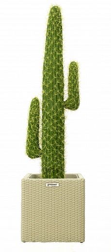 Cactus Mexico Cachepot Dekollete Rattan Cone 50