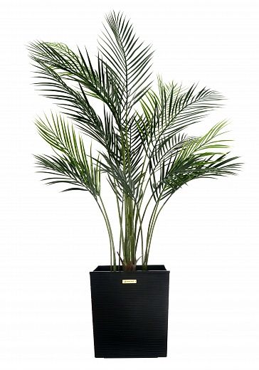 Date palm Kariba cachepot Dekollete Clasico 30