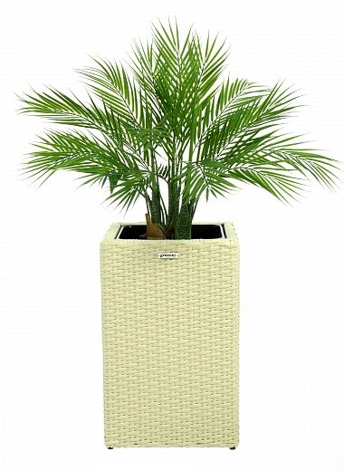 Palm Palm Pichino Fitta cachepot Dekollete Rattan Cube 50