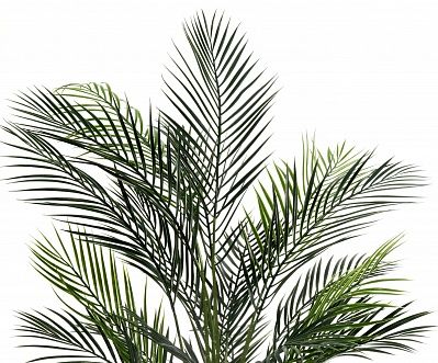 Date palm Kariba cachepot Dekollete Clasico 30