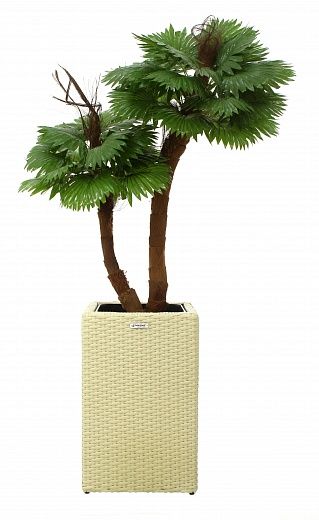 Palm Washingtonia avassa cachepot Dekollete Rattan Cube 50