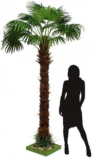 Washingtonia Ranchi