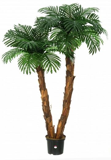 Palm Linara