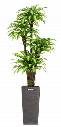 Dracaena Buscher Cachepot Dekollete Kuno 57