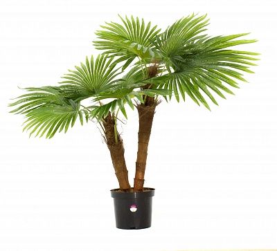 Washingtonia Caro