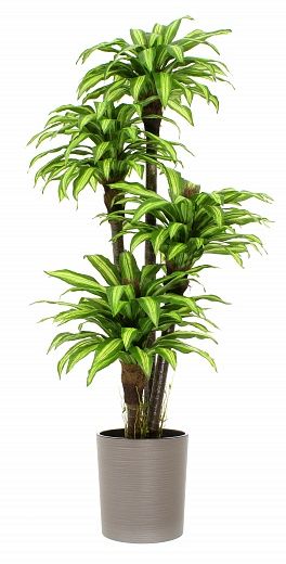 Dracaena Buscher Cachepot Dekollete Clasico 30 Eco