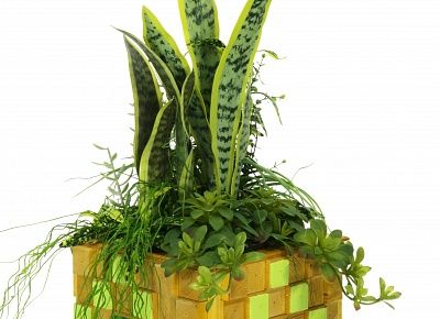 Sansevieria Gurun available to order 1 piece