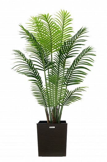 Madia date palm cachepot Dekollete Clasico 30