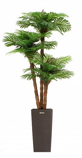 Date palm Avalon cachepot Dekollete Kuno 46