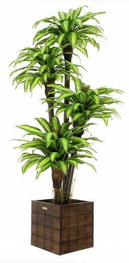 Dracaena Buscher Cachepot Dekollete Chess 30 color