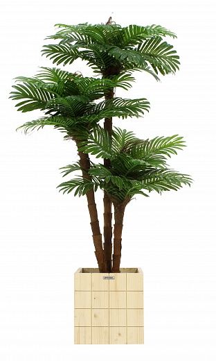 Date palm Avalon cachepot Dekollete Chess 30