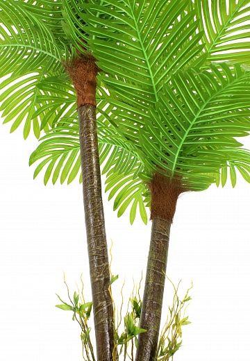 Date Palm Bogora