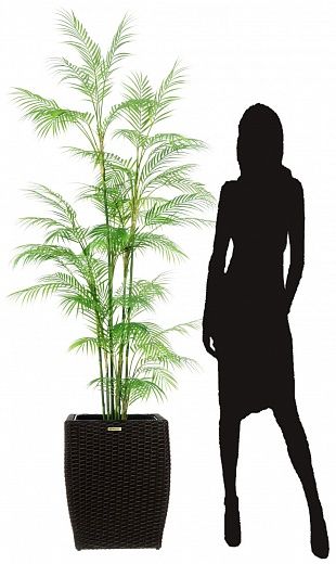 Elbay date palm 180 cachepot Dekollete Rattan Cube 39