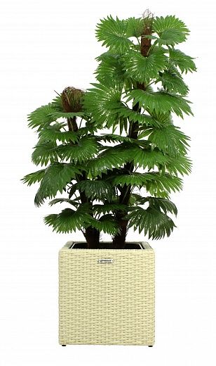 Palm Washingtonia Anaba cachepot Dekollete Rattan Cube 32