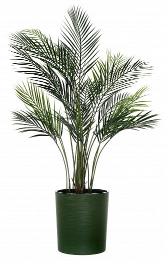 Date Palm Kariba Cachepot Dekollete Clasico 30 Eco