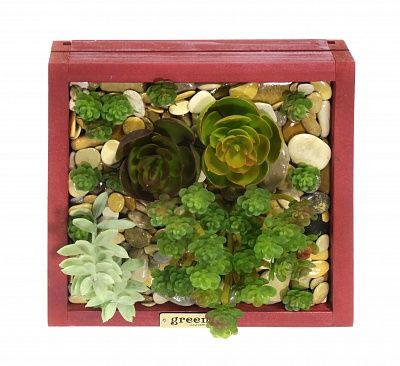 Phytopanno succulent Raul available to order 1 piece