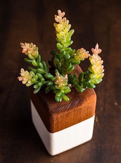 Succulent Playa cachepot Dekollete Wood 7