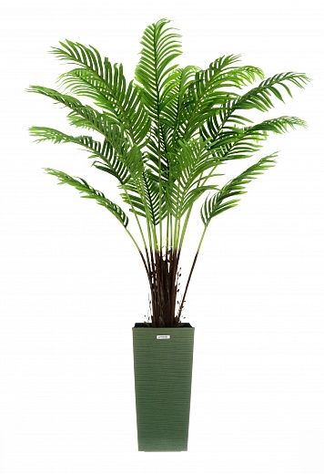 Date palm Bizerte cachepot Dekollete Kuno 46 Eco available to order 1 piece