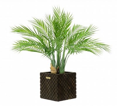 Palm Pichino Fitta cachepot Dekollete Gurido 20 color