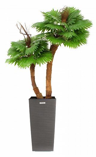 Palm Washingtonia Avassa cachepot Dekollete Kuno 46 Eco