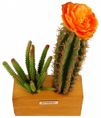 Cactus Seaham available to order 1 piece