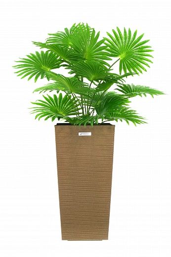 Palm Washingtonia Vittoria cachepot Dekollete Cuno 46