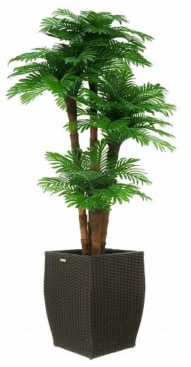 Date Palm Cherry Cachepot Dekollete Rattan Cube 32