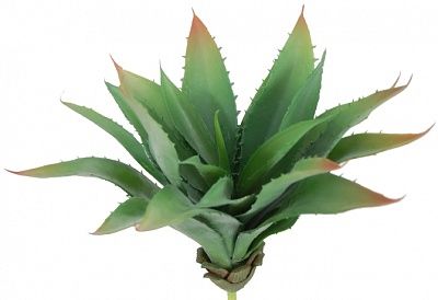 Agave Ford