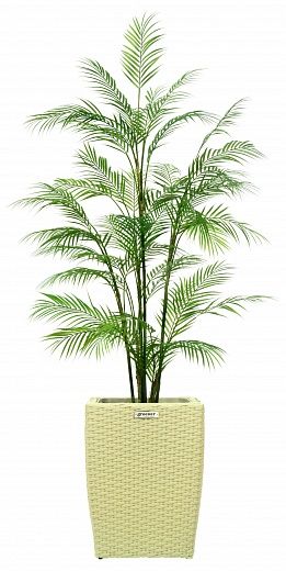 Elbay date palm Elbay date palm 160 Dekollete Rattan Cone 50