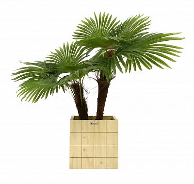 Washingtonia Karo Cachepot Dekollete Chess 30